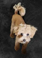 Phoenix , a male Maltipoo for sale in Scottsville, VA – 5 of 6