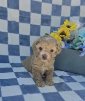 Pooh, a male Maltipoo for sale in Scottsville, VA – 6 of 7