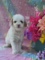 Coral, a female Cavapoo for sale in Scottsville, VA – 2 of 5