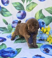 Colby, a male Bichon Frise and Poodle - Toy  for sale in Scottsville, VA – 2 of 5
