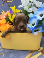 Bali, a male Cavapoo for sale in Scottsville, VA – 2 of 3
