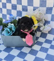 Shade, a male Maltipoo and Havapoo for sale in Scottsville, VA – 6 of 6