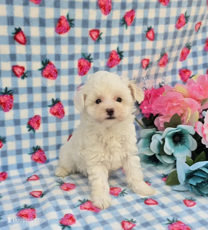 Lynx – Maltipoo puppy for sale in Scottsville, VA