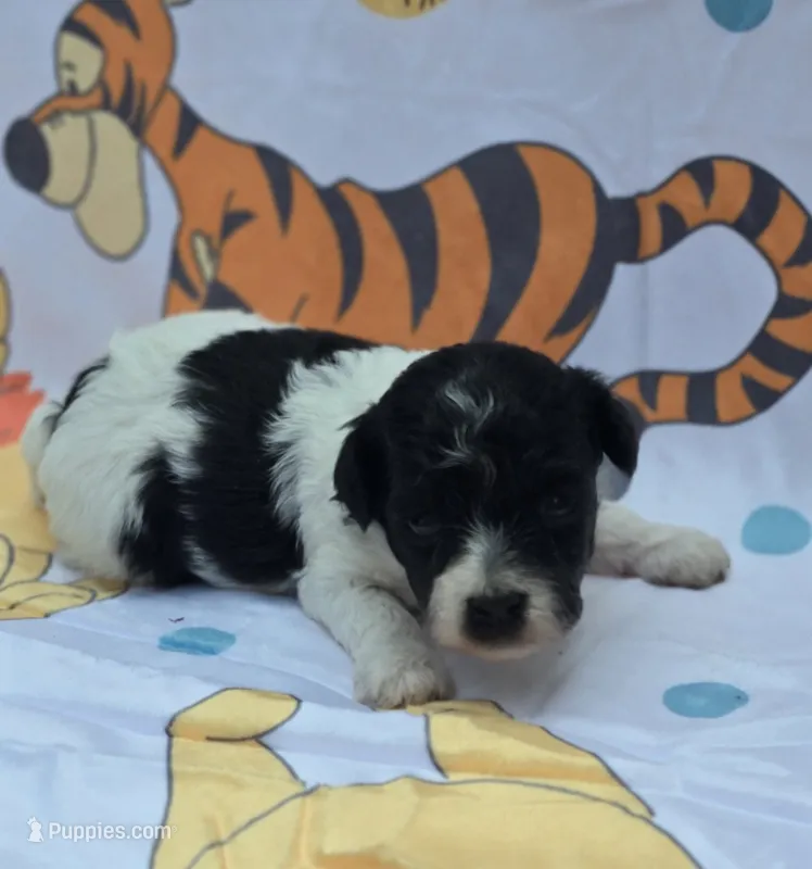 Robin – Maltipoo puppy for sale in Scottsville, VA