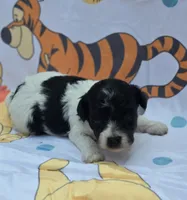 Robin, a female Maltipoo for sale in Scottsville, VA – 1 of 7