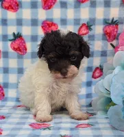 Paisyn , a female Havapoo for sale in Scottsville, VA – 3 of 4