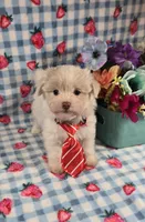 Linen, a male Maltipoo and Havapoo for sale in Scottsville, VA – 4 of 10
