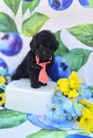 Paddy, a male Maltipoo for sale in Scottsville, VA – 5 of 6