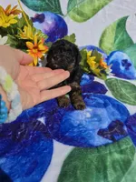 Jade, a female Maltipoo for sale in Scottsville, VA – 6 of 6
