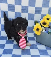 Shade, a male Maltipoo and Havapoo for sale in Scottsville, VA – 4 of 6