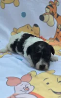 Robin, a female Maltipoo for sale in Scottsville, VA – 4 of 7