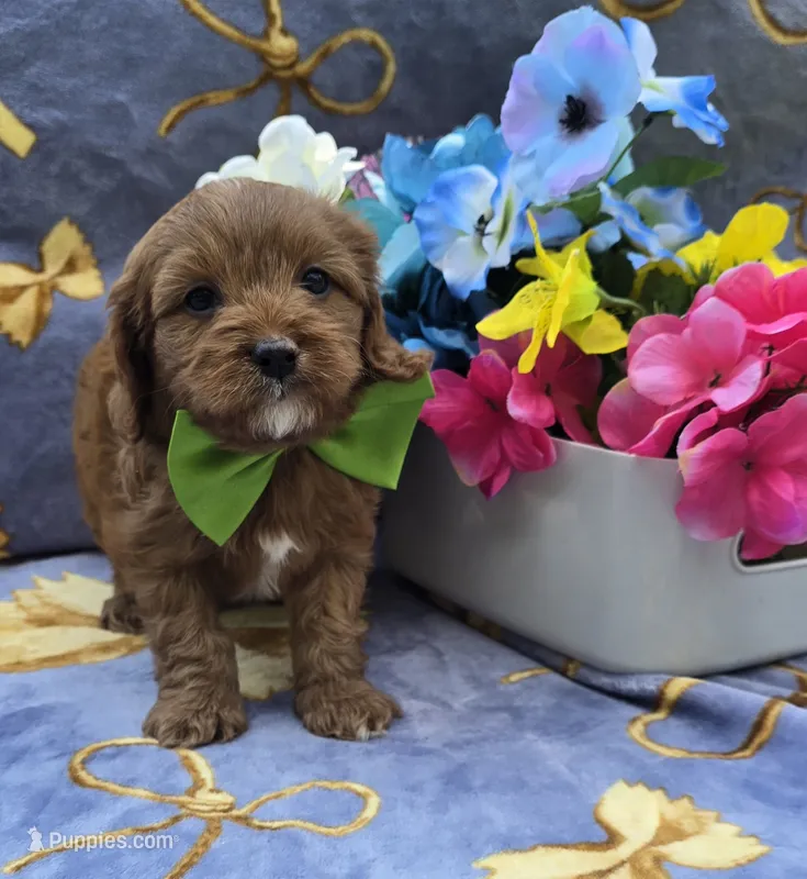 Squid – Cavapoo puppy for sale in Scottsville, VA