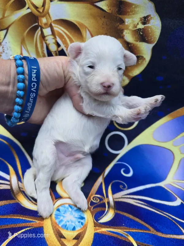 Lynx – Maltipoo puppy for sale in Scottsville, VA
