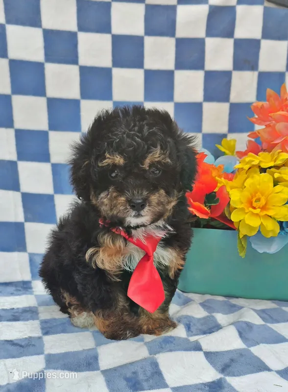 Henry – Yorkipoo puppy for sale in Scottsville, VA