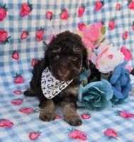 Pax, a male Havapoo for sale in Scottsville, VA – 2 of 3