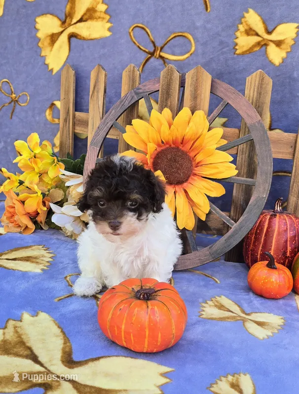 Paisyn  – Havapoo puppy for sale in Scottsville, VA