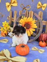 Paisyn , a female Havapoo for sale in Scottsville, VA – 1 of 5