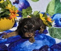 Jewls, a female Maltipoo for sale in Scottsville, VA – 7 of 9