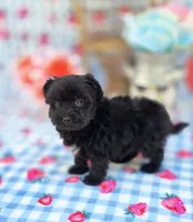 Kaymoi, a female Maltipoo for sale in Scottsville, VA – 2 of 4