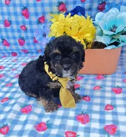 Henry, a male Yorkipoo for sale in Scottsville, VA – 2 of 4