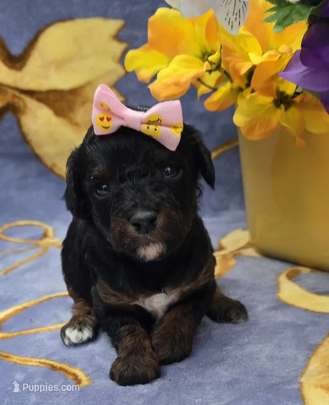 Coco – Cavapoo puppy for sale in Scottsville, VA