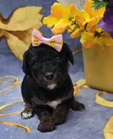 Eclair, a male Cavapoo for sale in Scottsville, VA – 1 of 4