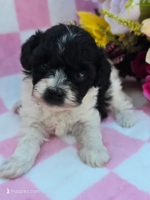 Robin – Maltipoo puppy for sale in Scottsville, VA