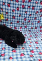 Kaymoi, a female Maltipoo for sale in Scottsville, VA – 5 of 5
