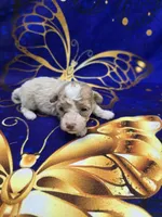 Phoenix , a male Maltipoo for sale in Scottsville, VA – 2 of 6