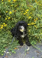 Otter , a male Cavapoo for sale in Scottsville, VA – 5 of 6