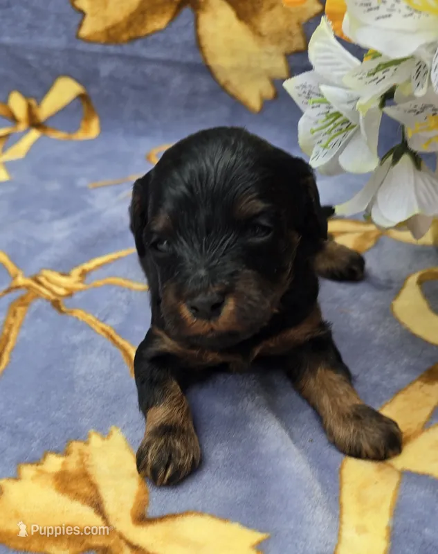 Coco – Cavapoo puppy for sale in Scottsville, VA