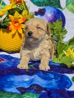 Sloane, a male Maltipoo for sale in Scottsville, VA – 6 of 6