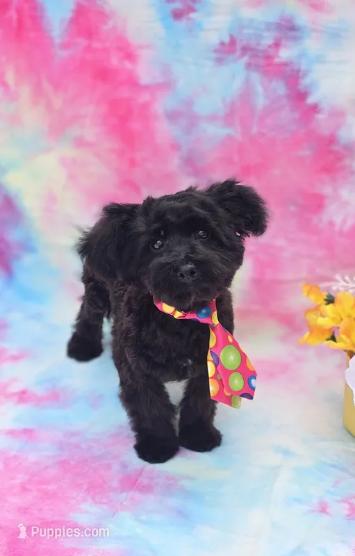 Noodle – Poodle - Toy , Morkie puppy for sale in Scottsville, VA