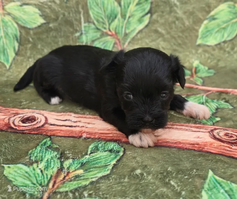 Shade – Maltipoo, Havapoo puppy for sale in Scottsville, VA