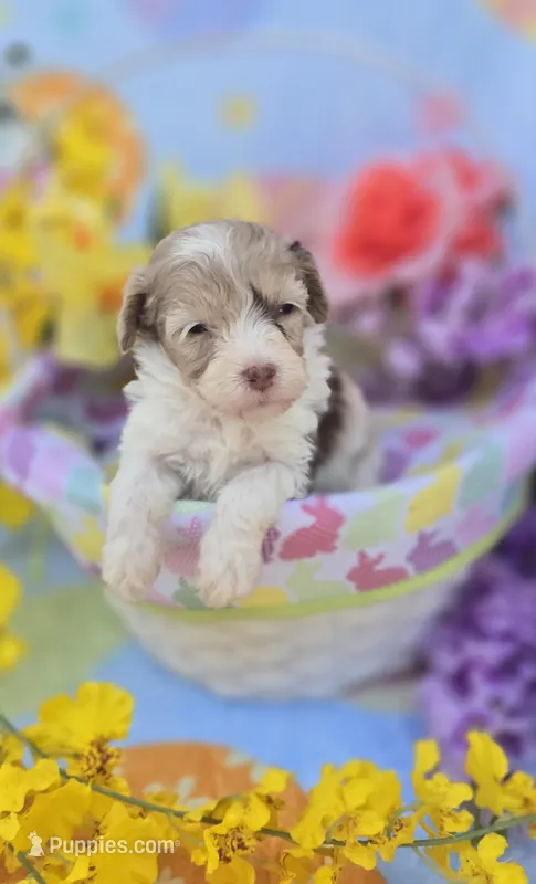 Kaleo – Maltipoo puppy for sale in Scottsville, VA