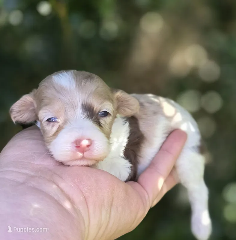Kaleo – Maltipoo puppy for sale in Scottsville, VA