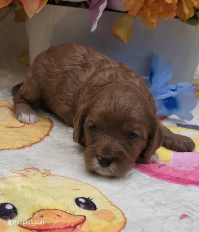 Orca – Cavapoo puppy for sale in Scottsville, VA