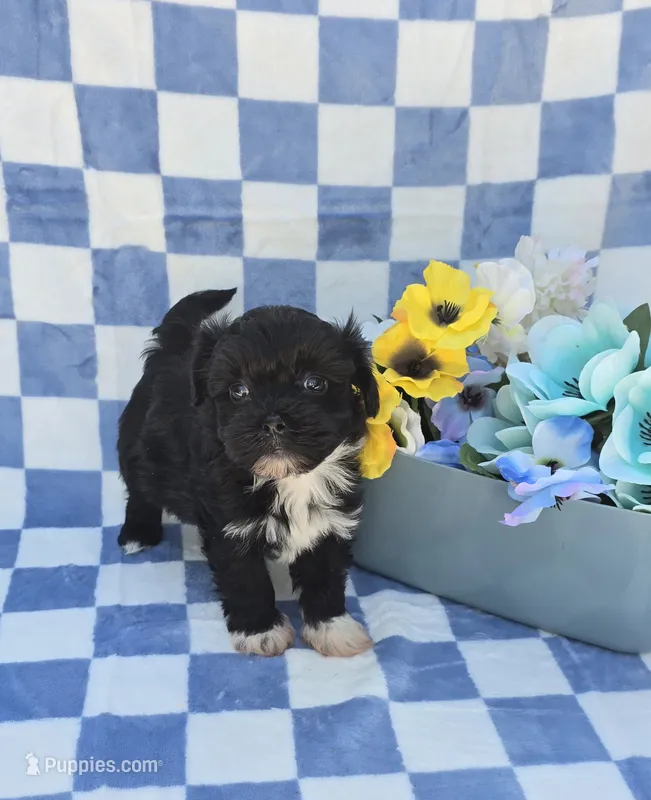 Shade – Maltipoo, Havapoo puppy for sale in Scottsville, VA