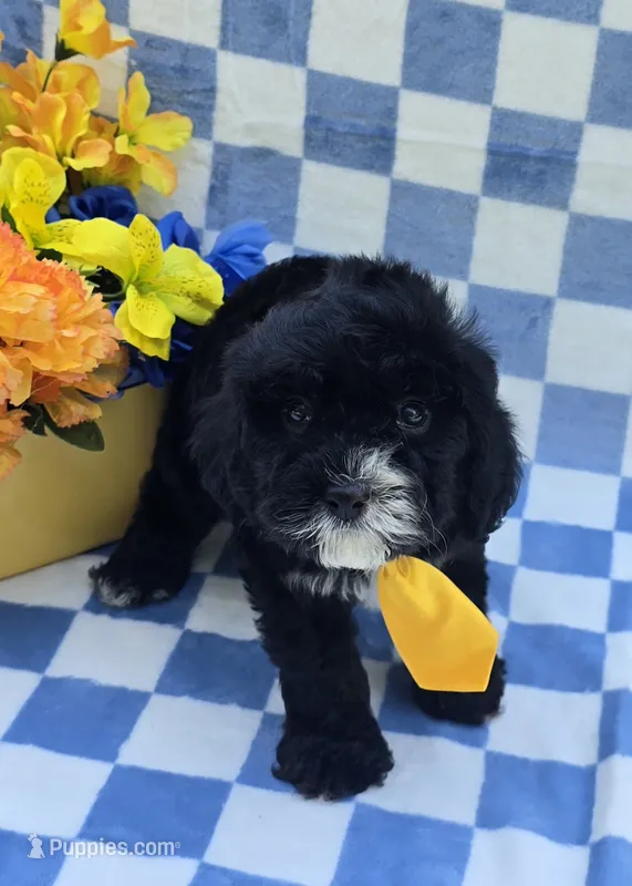 Otter  – Cavapoo puppy for sale in Scottsville, VA