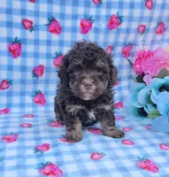 Percy , a male Havanese for sale in Scottsville, VA – 4 of 4