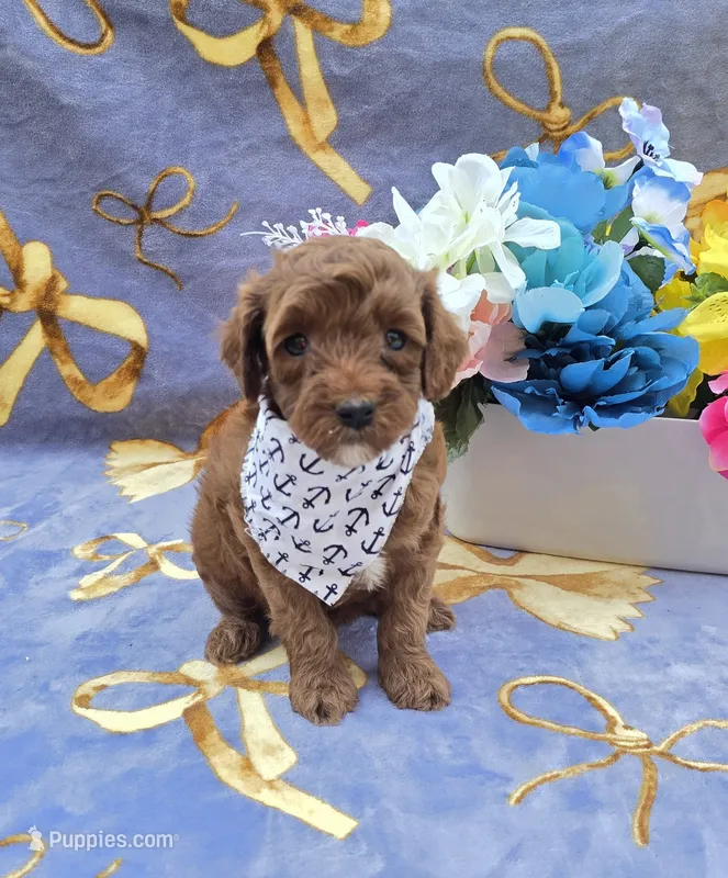 Bali – Cavapoo puppy for sale in Scottsville, VA