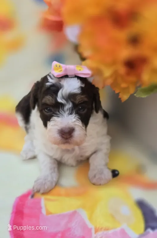 Klarity – Yorkipoo puppy for sale in Scottsville, VA