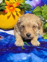 Sloane, a male Maltipoo for sale in Scottsville, VA – 4 of 6
