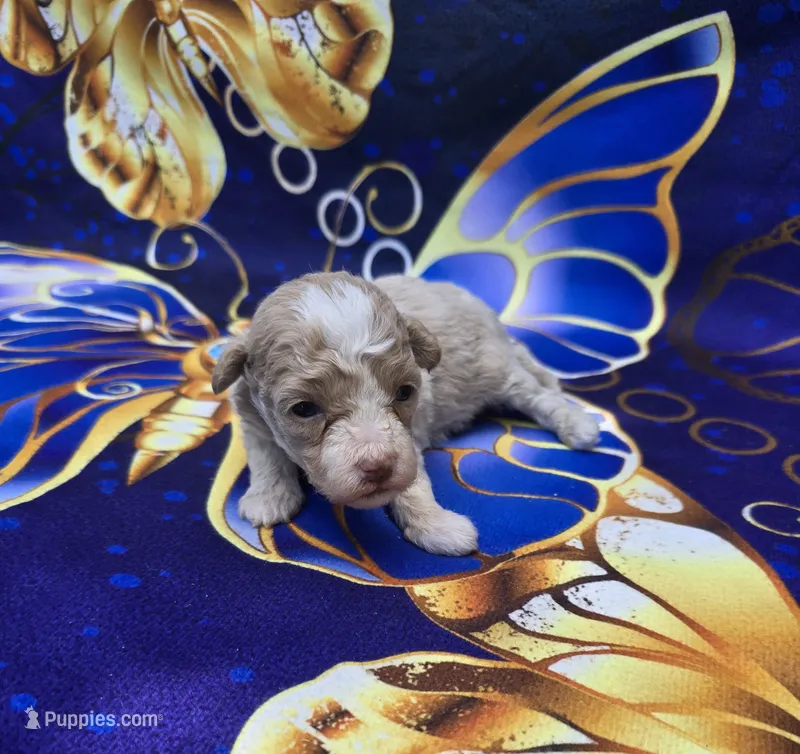 Phoenix  – Maltipoo puppy for sale in Scottsville, VA