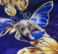Phoenix , a male Maltipoo for sale in Scottsville, VA – 1 of 6