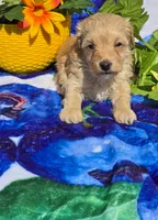 Sloane, a male Maltipoo for sale in Scottsville, VA – 2 of 6