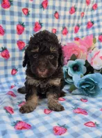 Pax, a male Havapoo for sale in Scottsville, VA – 3 of 3
