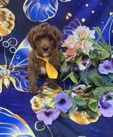 Bali, a female Cavapoo for sale in Scottsville, VA – 2 of 5