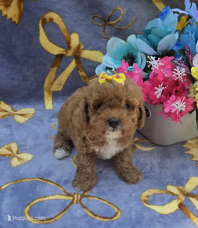 Hibiscus  – Cavapoo puppy for sale in Scottsville, VA