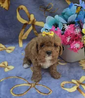 Hibiscus , a female Cavapoo for sale in Scottsville, VA – 1 of 6